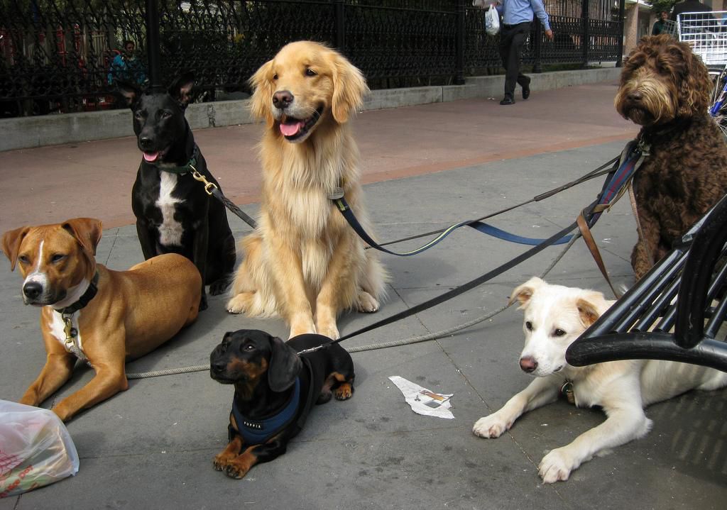 Plant-based dog poop bags